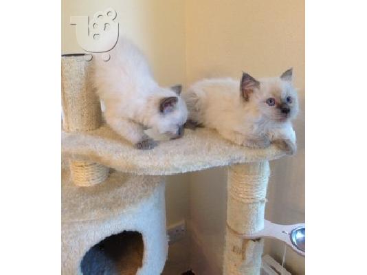 PoulaTo: 3 όμορφα γενεαλογία Ragdoll γατάκια